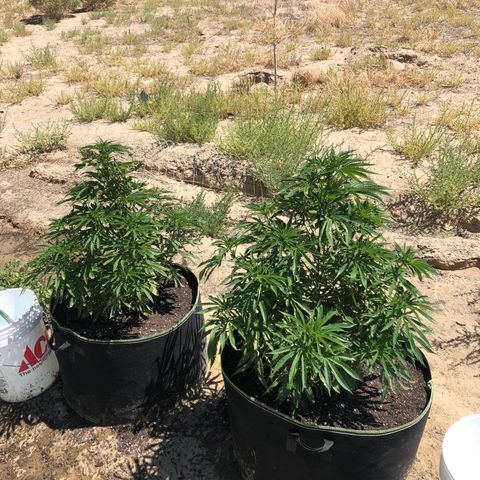 Plants growlog photo: Recovering nicely 