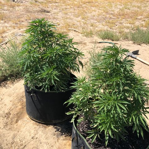 Plants growlog photo: Recovering nicely 