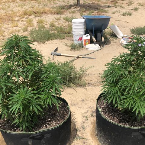 Plants growlog timeline photo