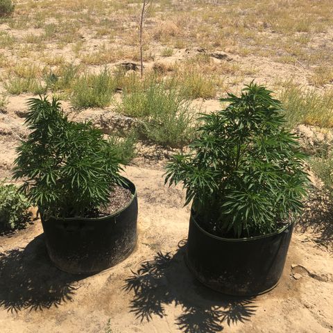 Plants growlog photo: Super windy outside, but this shows the recovery 1 week from damage 