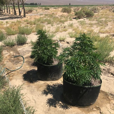 Plants growlog photo: Super windy outside, but this shows the recovery 1 week from damage 