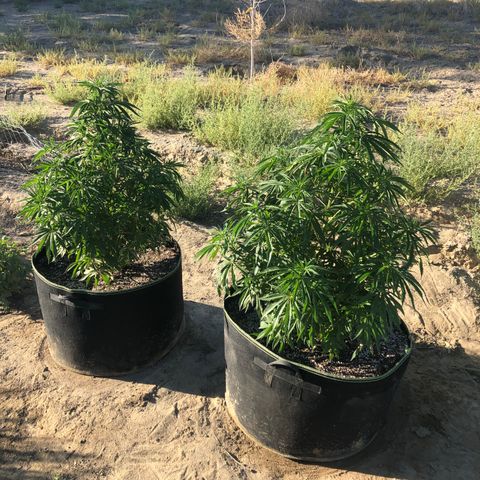 Plants growlog photo: Looking great