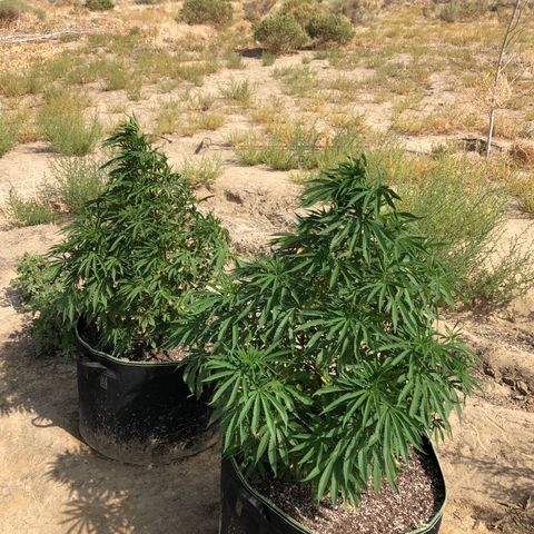 Plants growlog timeline photo