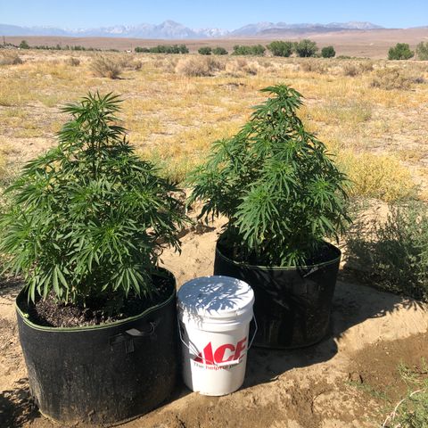 Plants growlog photo: Lookin good, might be in stretch phase 