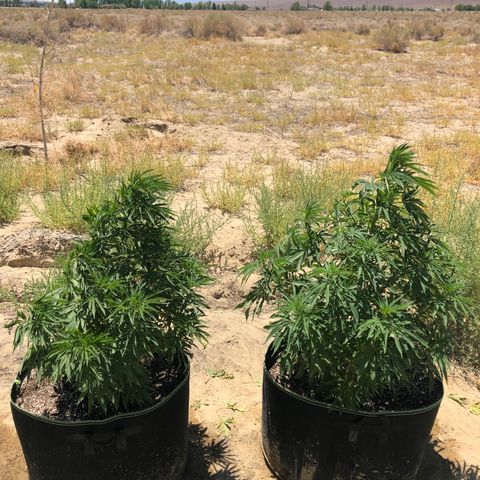 Plants growlog timeline photo