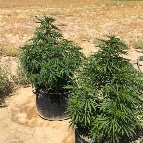 Plants growlog timeline photo
