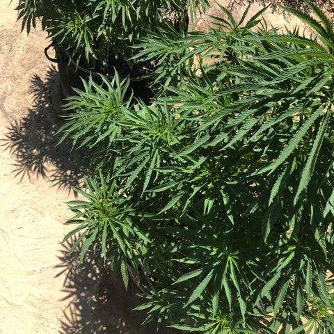 Plants growlog timeline photo
