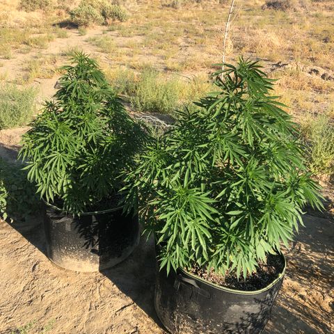 Plants growlog timeline photo
