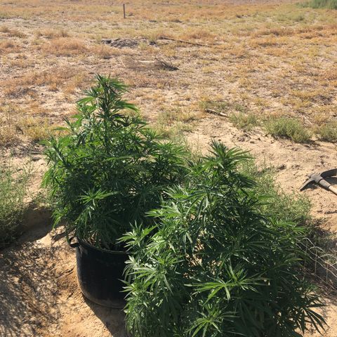 Plants growlog timeline photo