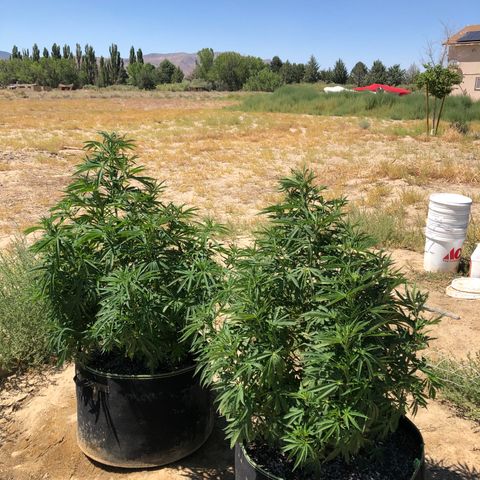 Plants growlog timeline photo