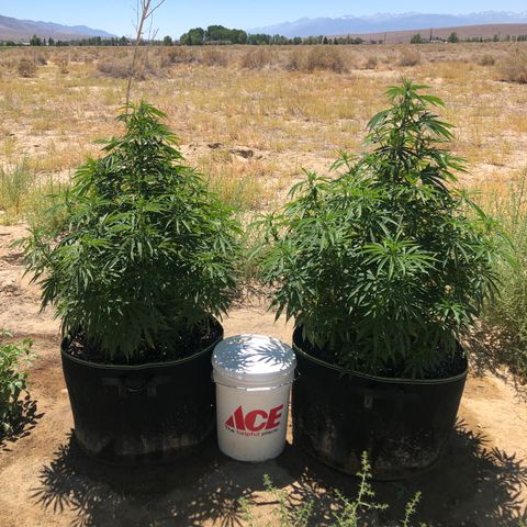Plants growlog timeline photo
