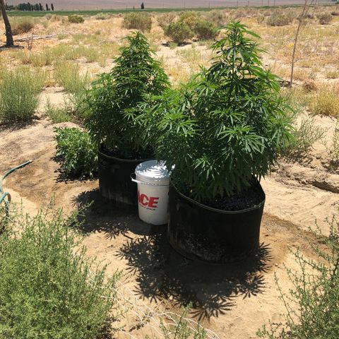 Plants growlog timeline photo