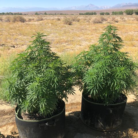 Plants growlog timeline photo