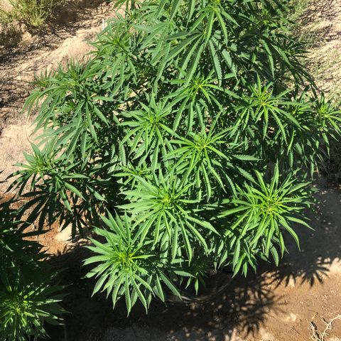 Plants growlog timeline photo