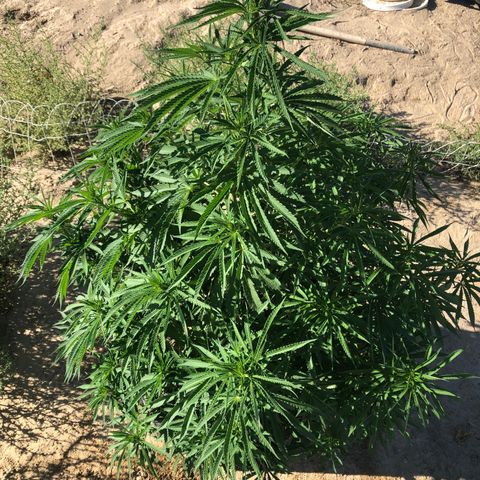 Plants growlog photo: Down to just 1 plant, the other hermaphrodited on me. Looking great, into week 2 flowering now 
