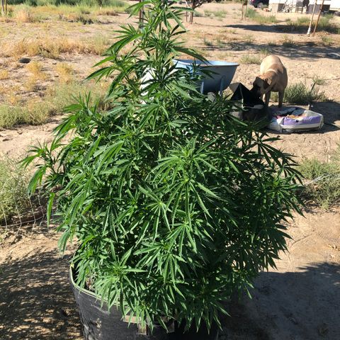 Plants growlog photo: Down to just 1 plant, the other hermaphrodited on me. Looking great, into week 2 flowering now 