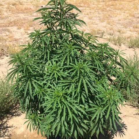 Plants growlog timeline photo