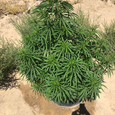 Plants growlog timeline photo
