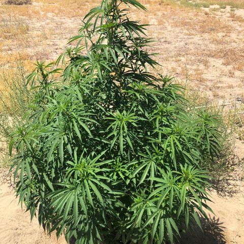 Plants growlog timeline photo