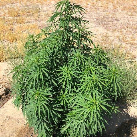 Plants growlog timeline photo