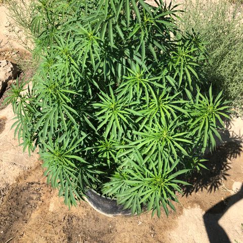 Plants growlog timeline photo