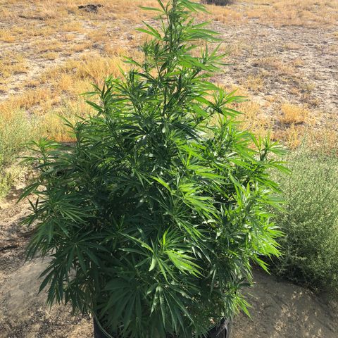 Plants growlog timeline photo