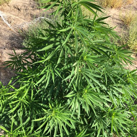 Plants growlog timeline photo