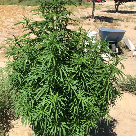 Plants growlog timeline photo