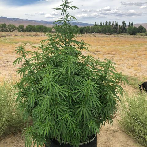 Plants growlog timeline photo