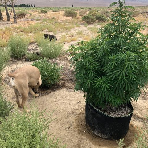 Plants growlog timeline photo