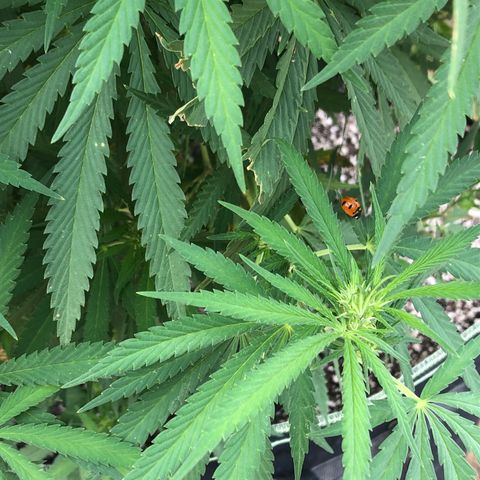 Plants growlog timeline photo