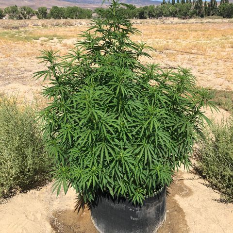 Plants growlog photo: Ending 3rd week of flowering. Plant is beautiful 