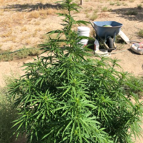 Plants growlog photo: Ending 3rd week of flowering. Plant is beautiful 