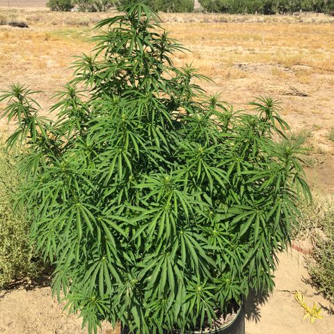 Plants growlog timeline photo