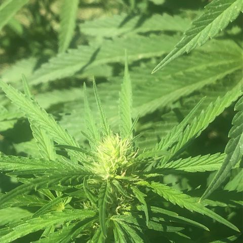 Plants growlog timeline photo