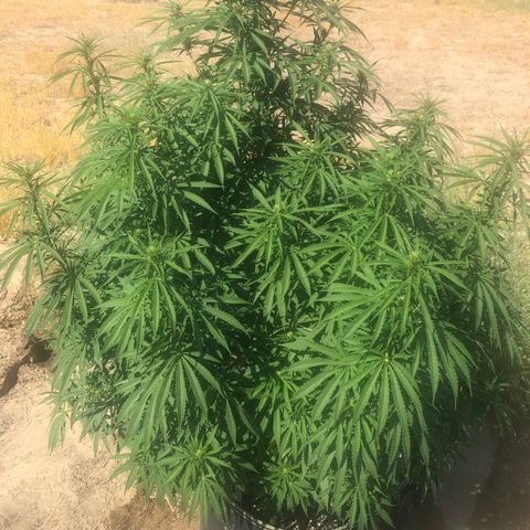 Plants growlog timeline photo