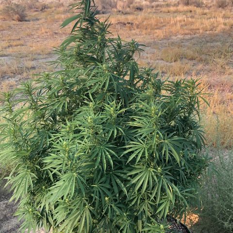 Plants growlog timeline photo