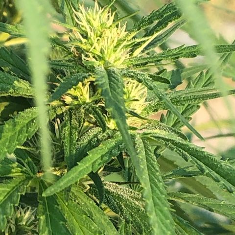 Plants growlog timeline photo