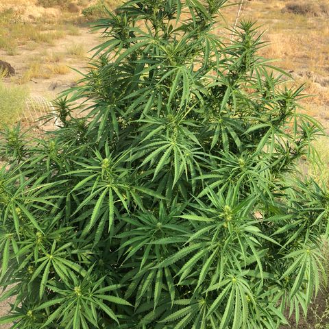 Plants growlog timeline photo