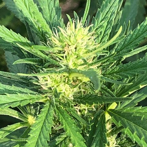 Plants growlog timeline photo