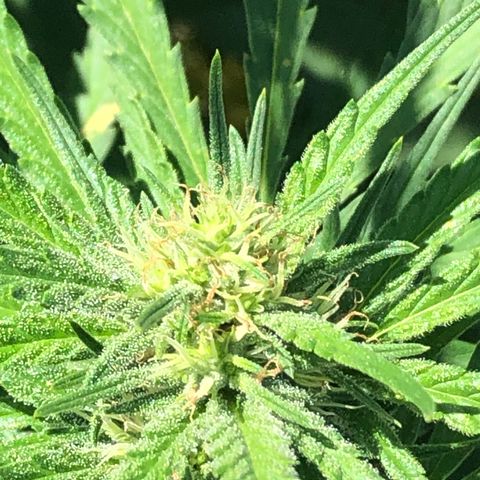 Plants growlog timeline photo
