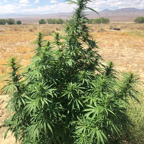 Plants growlog timeline photo