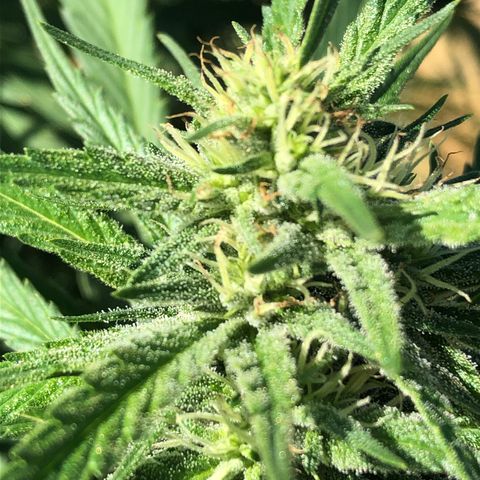 Plants growlog timeline photo