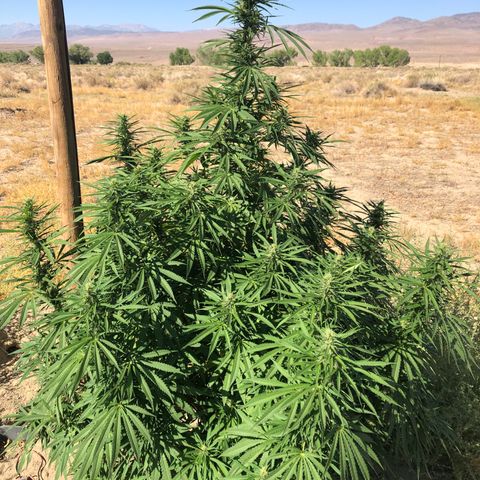 Plants growlog timeline photo