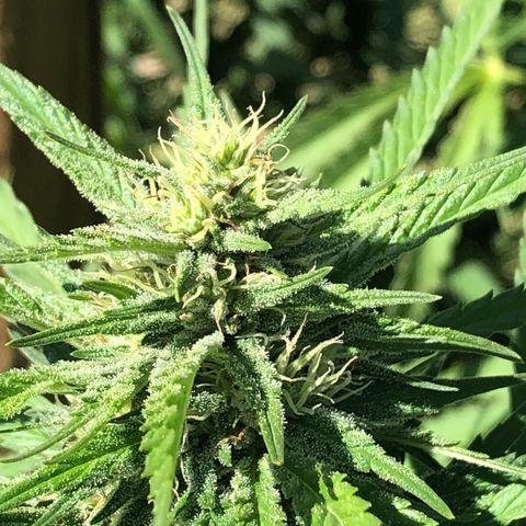 Plants growlog timeline photo