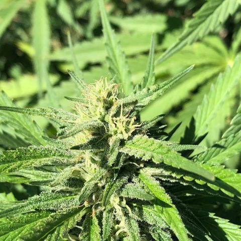 Plants growlog timeline photo