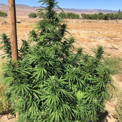 Plants growlog timeline photo