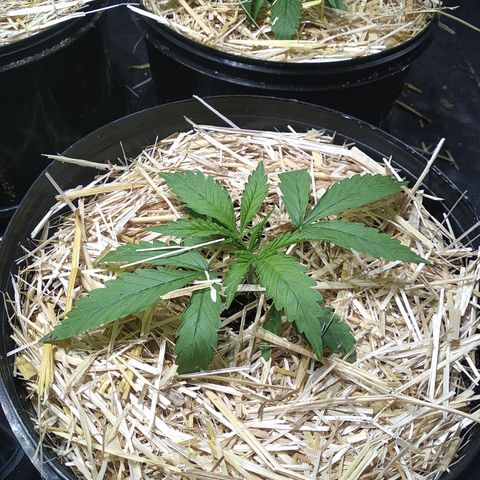 Genética desconocida growlog photo: Se colocó munchin 
La inmortal.
