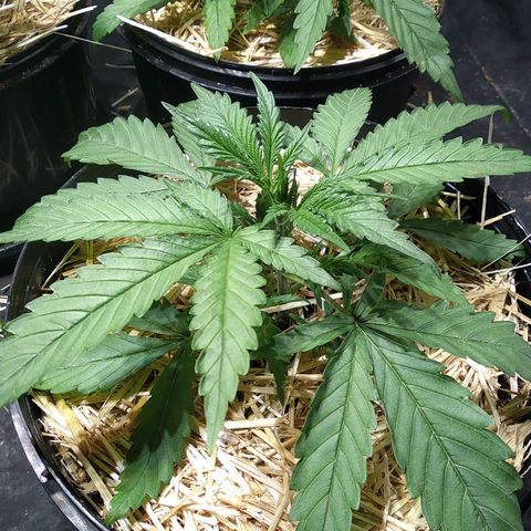 Genética desconocida growlog photo: La inmortal!