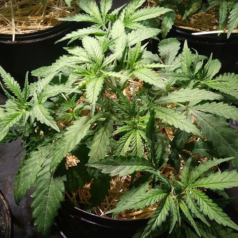 Genética desconocida growlog photo: La inmortal